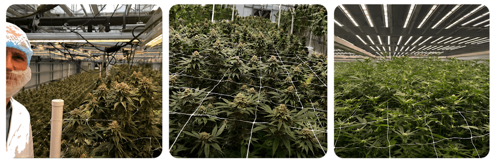 Grow and Supply Cannabis - Cannexus SA